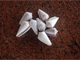 V. Coloured Shell